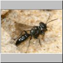 Miscophus ater - Grabwespe 01 6mm mit Spinne.jpg